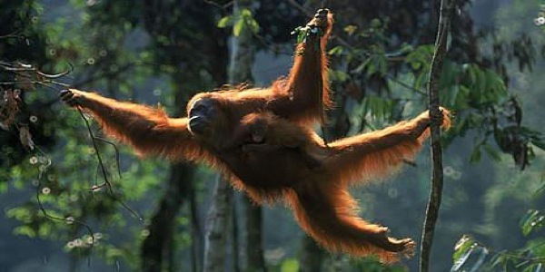 Splendors of Borneo